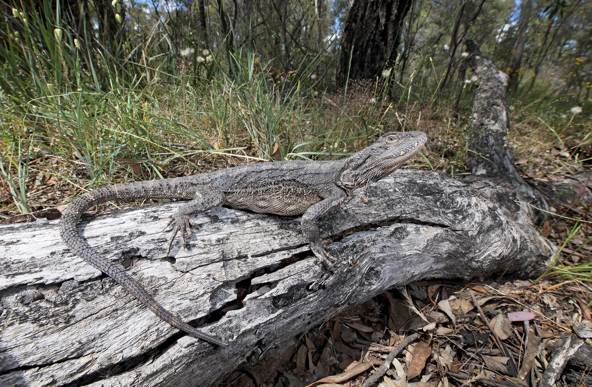 Eastern Bearded Dragon 7744 LOW RES (1).jpg