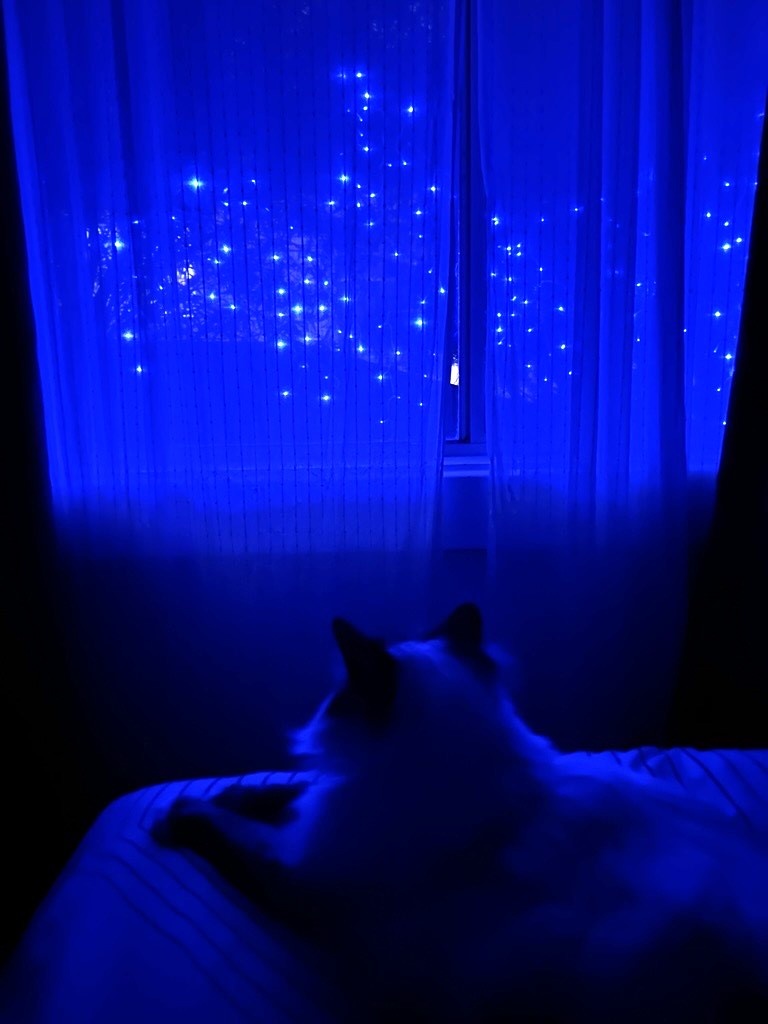 cat twinkling lights