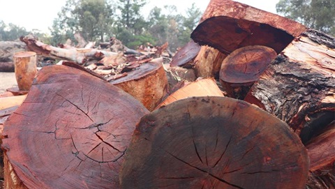Firewood