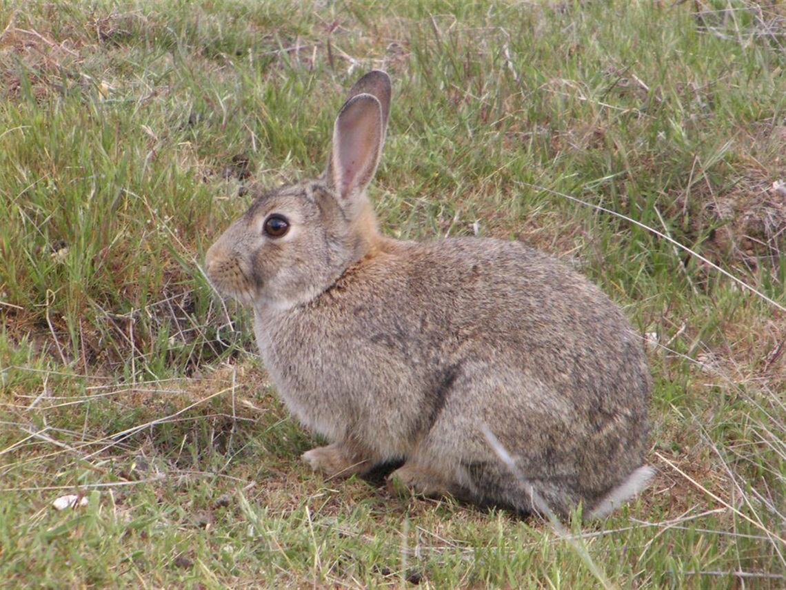 Rabbit Ag Vic website