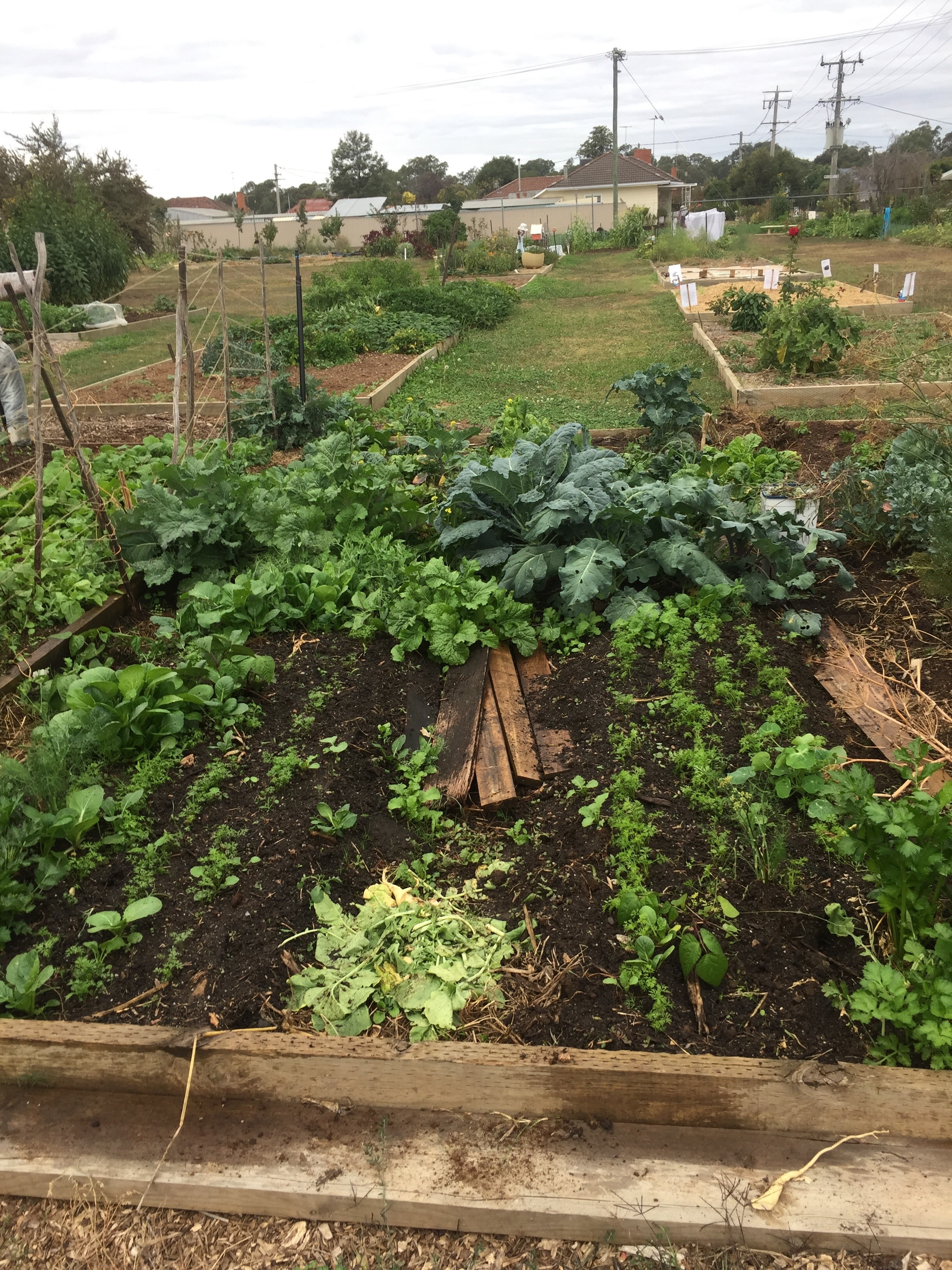 Photo Wangaratta Community Garden 3.jpg