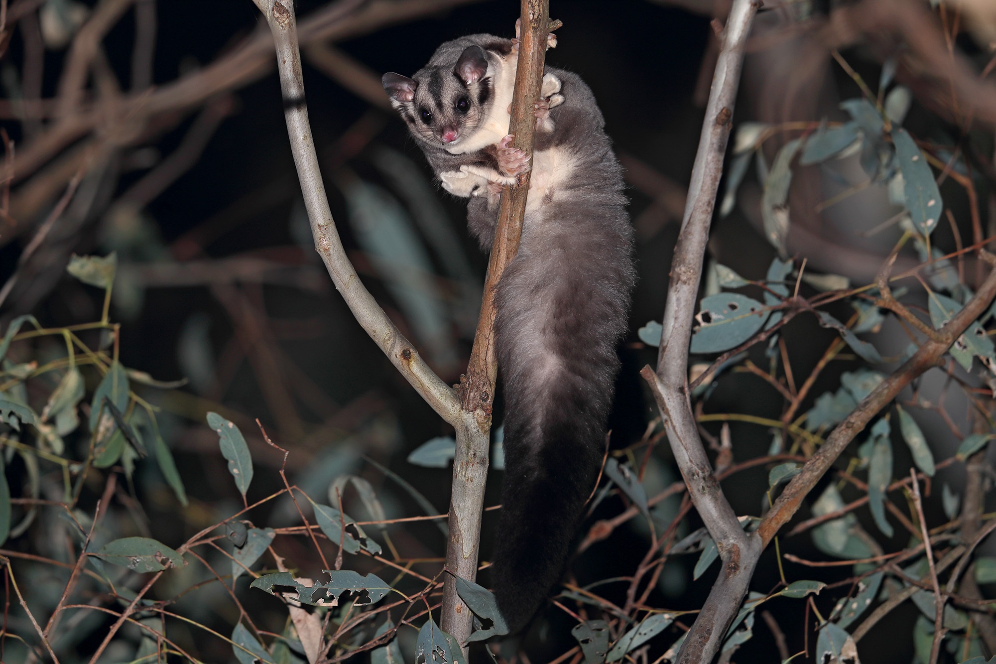 Squirrel Glider 6168 LOW RES.jpg