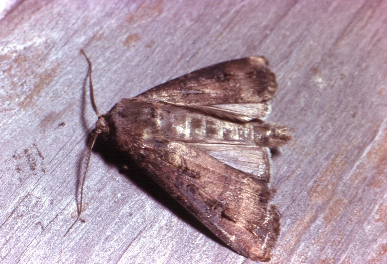 Bogong moth_RJessop.jpg