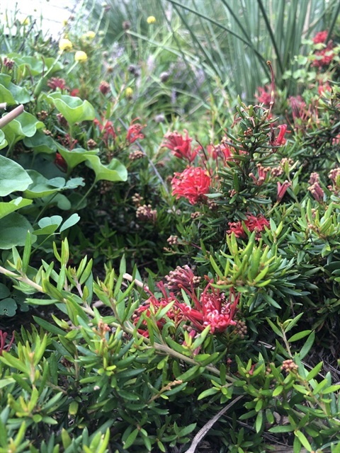 Native garden plants