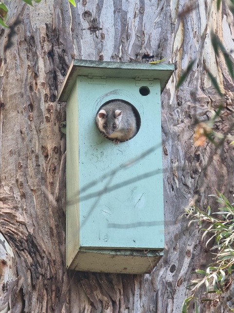 Possum sticking out of nesting box - Rodeo Gound.jpg