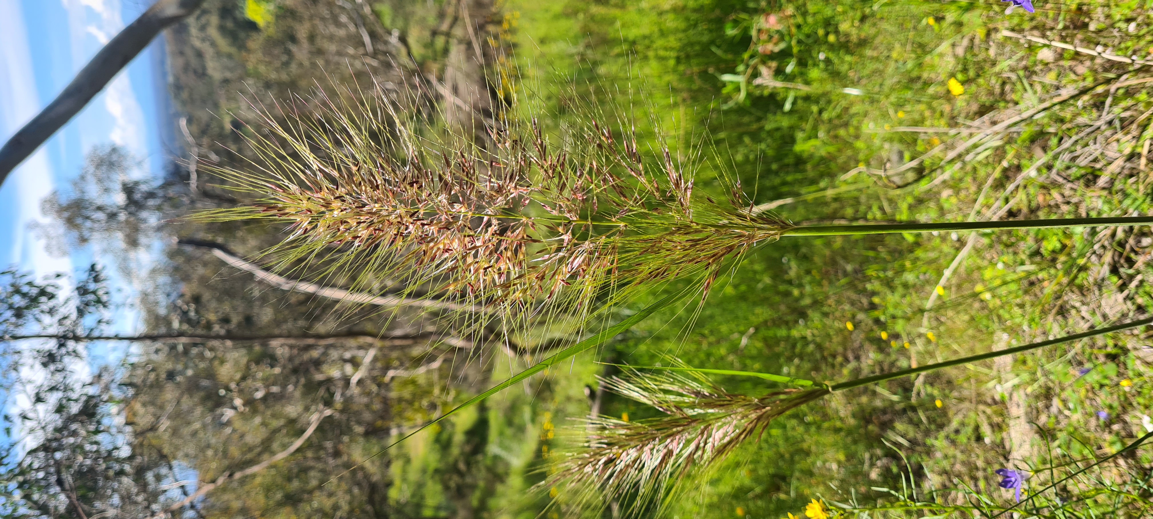 Austrostipa densiflora - Native grass - Salisbury Falls Warby Ovens NP.jpg