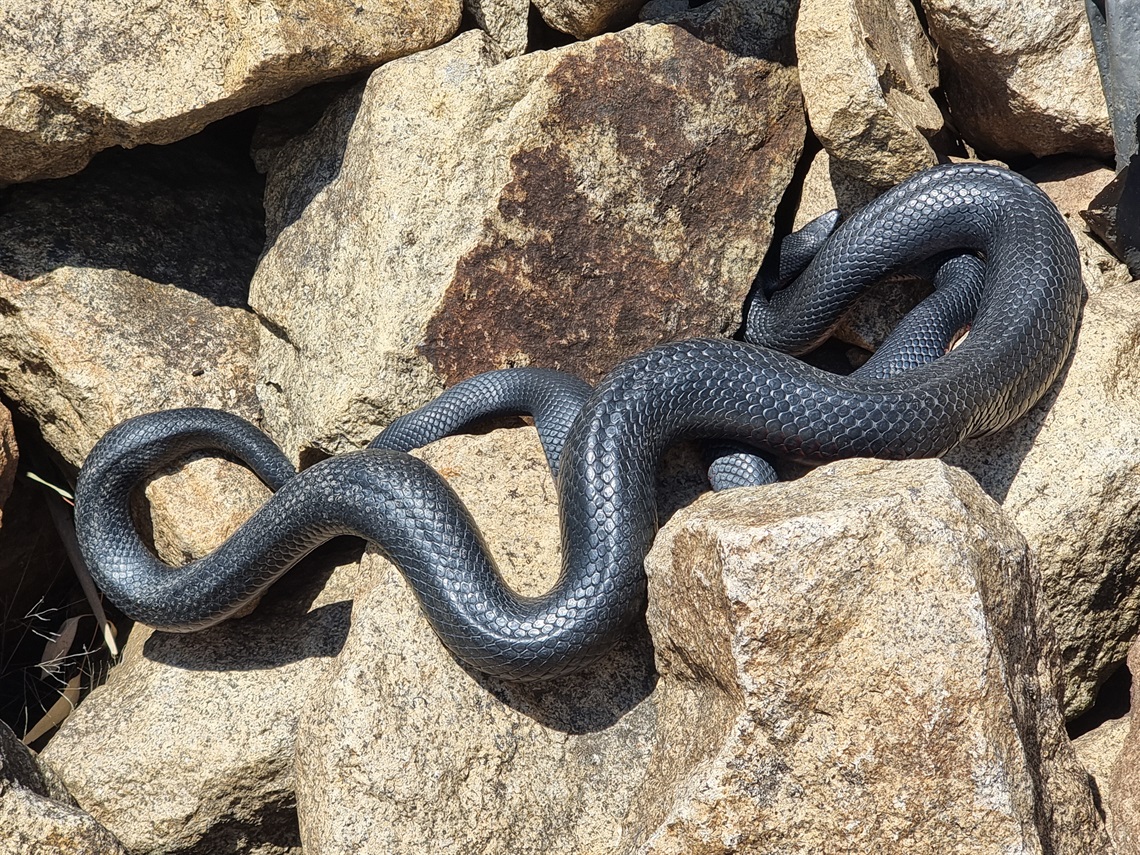 Red-Bellied Black Snake - Wangaratta-Whitfield Road Diversion Channel .jpg